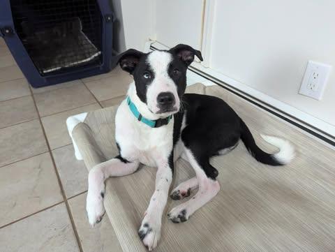 Enlarge Pluto, a Adopted mixed breed in Lewistown, PA image 3/3