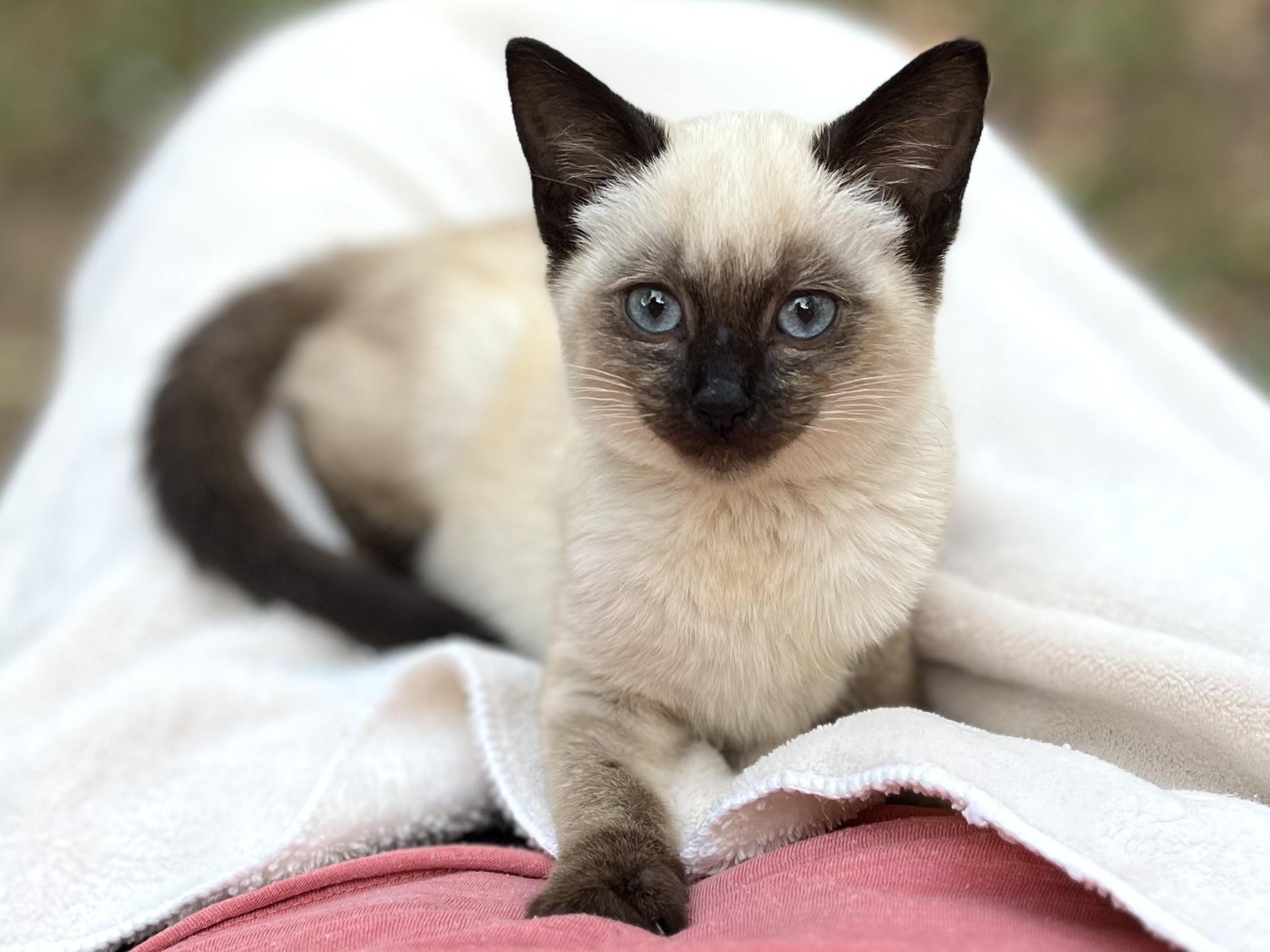 Vera, Adoptable, Kitten Female Siamese.
