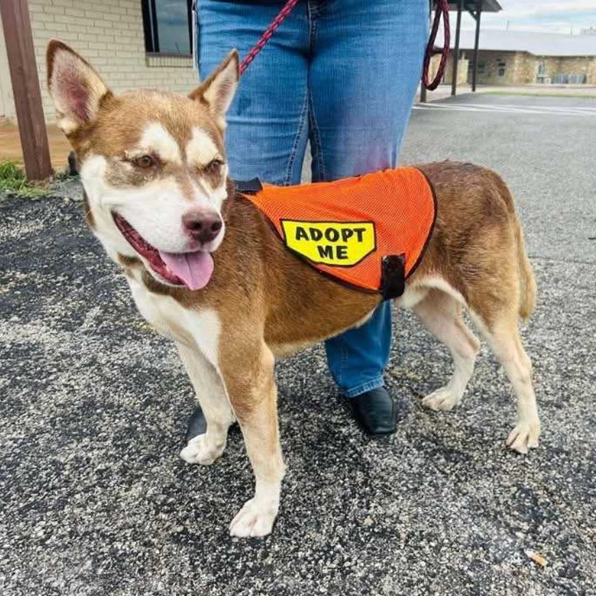 Enlarge Meatball, a Adoptable mixed breed in Gonzales, TX image 2/4