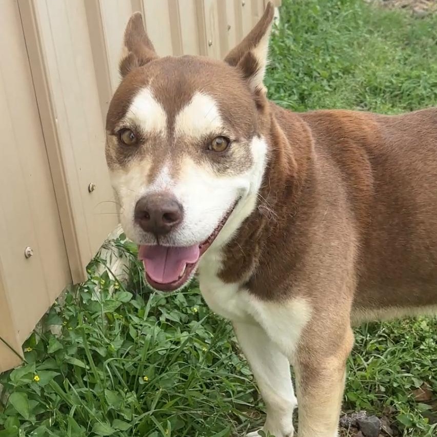 Meatball, Adoptable, Adult Male Alaskan Malamute & Siberian Husky.