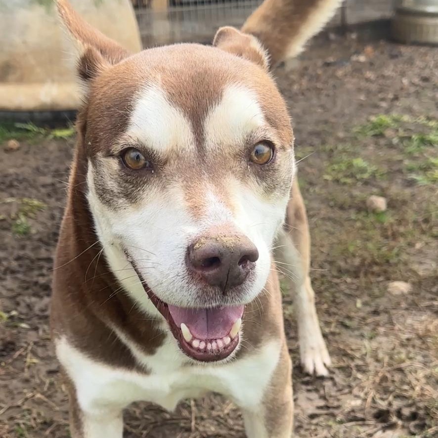 Enlarge Meatball, a Adoptable mixed breed in Gonzales, TX image 3/4