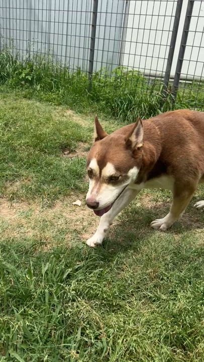 Enlarge Meatball, a Adoptable mixed breed in Gonzales, TX video 4/4