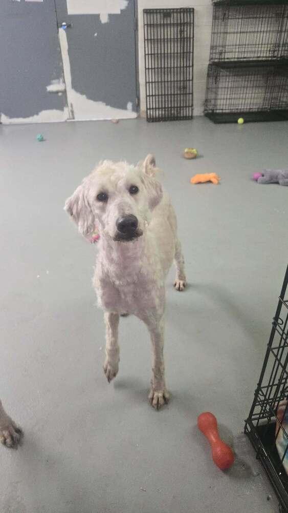 Pepe, Adopted, Adult Male Standard Poodle.