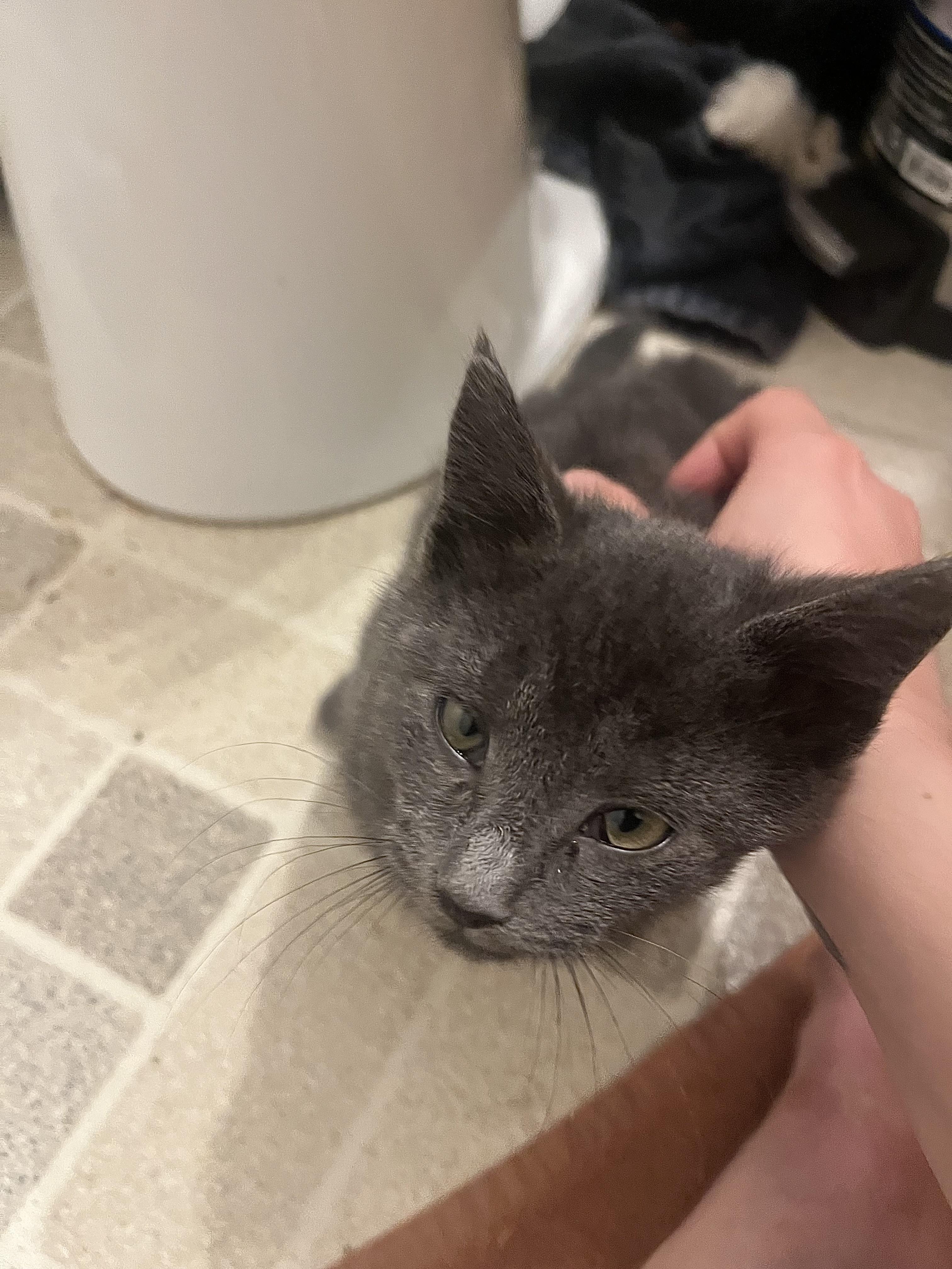 Enlarge Asher, a ADOPTABLE Domestic Short Hair in Vernon, VT image 1/5