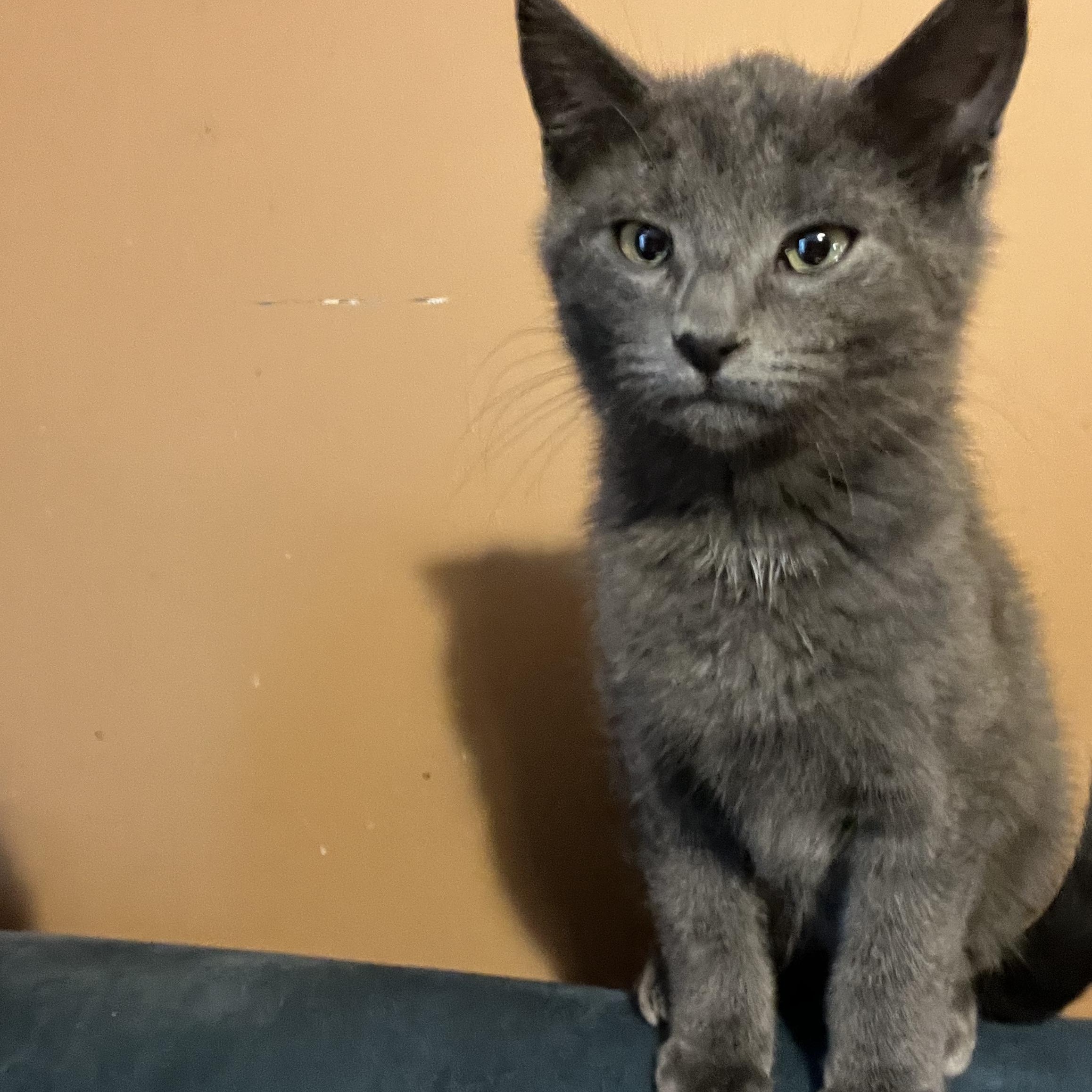 Enlarge Asher, a ADOPTABLE Domestic Short Hair in Vernon, VT image 4/5