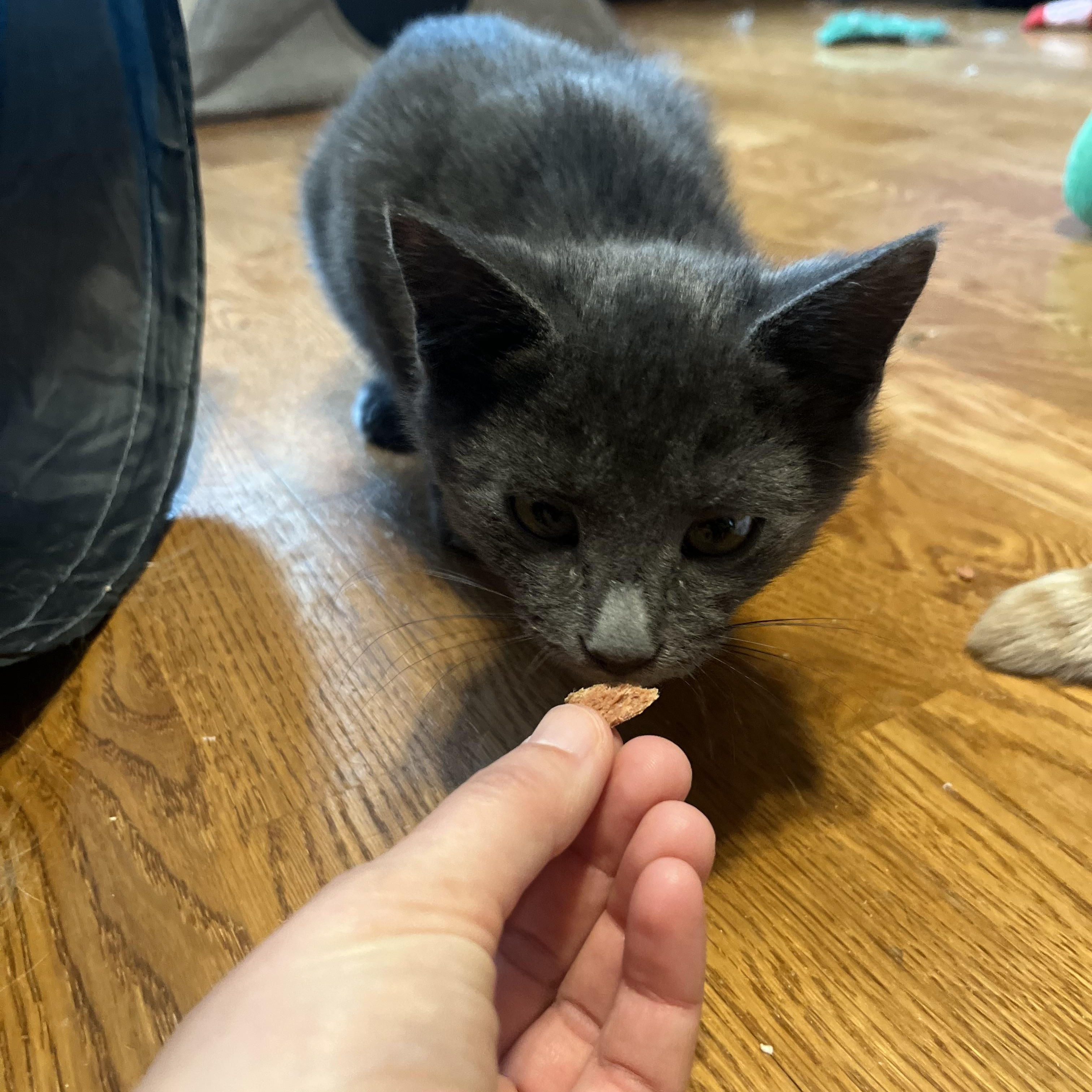 Enlarge Asher, a ADOPTABLE Domestic Short Hair in Vernon, VT image 5/5