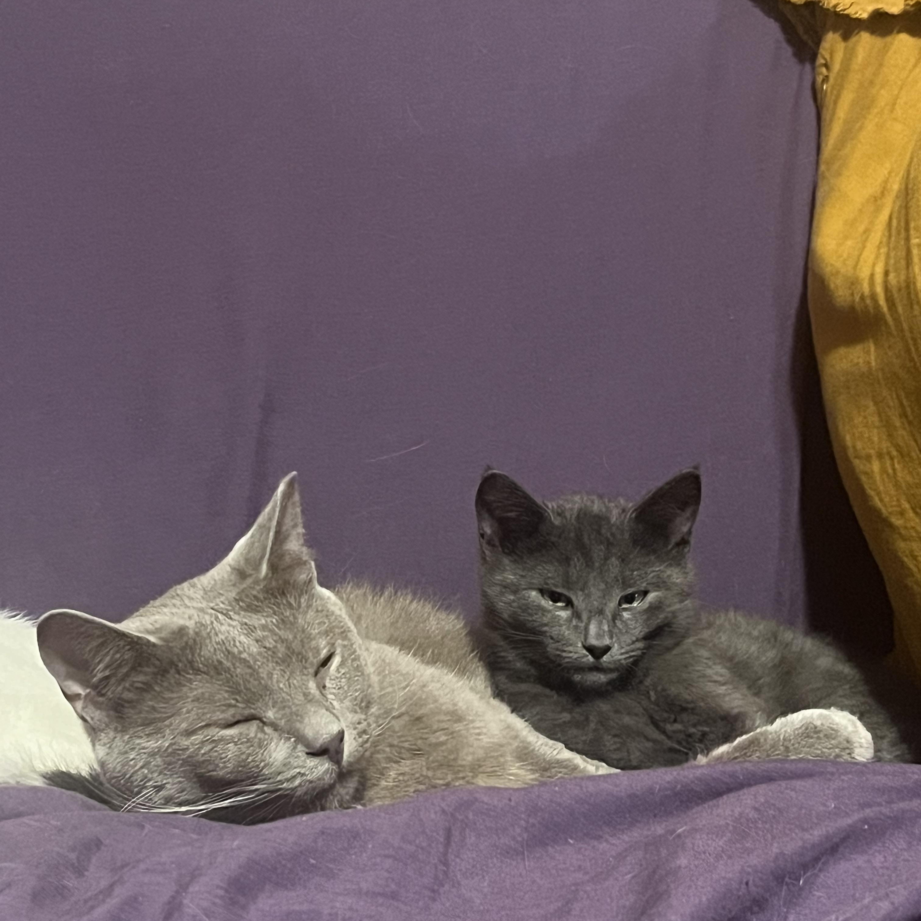 Enlarge Asher, a ADOPTABLE Domestic Short Hair in Vernon, VT image 3/5