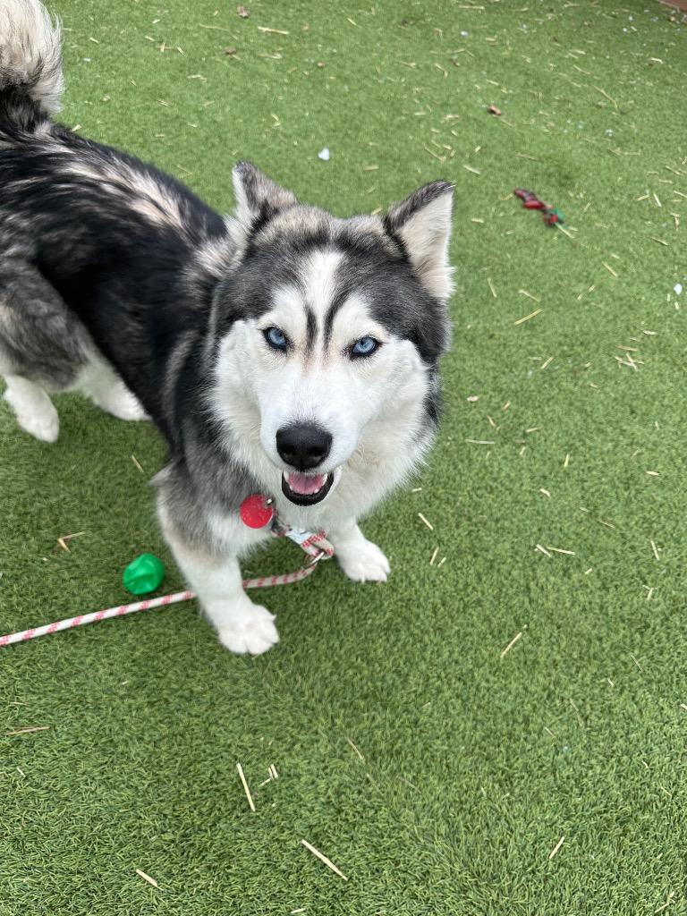 Enlarge Bonita, a Adoptable Husky in Detroit, MI image 2/3