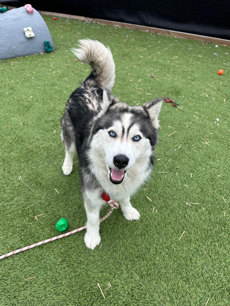 Enlarge Bonita, a Adoptable Husky in Detroit, MI image 3/3