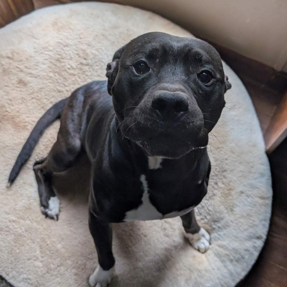 Enlarge FLOKI, an adopted Pit Bull Terrier in East Flat Rock, NC image 5/6