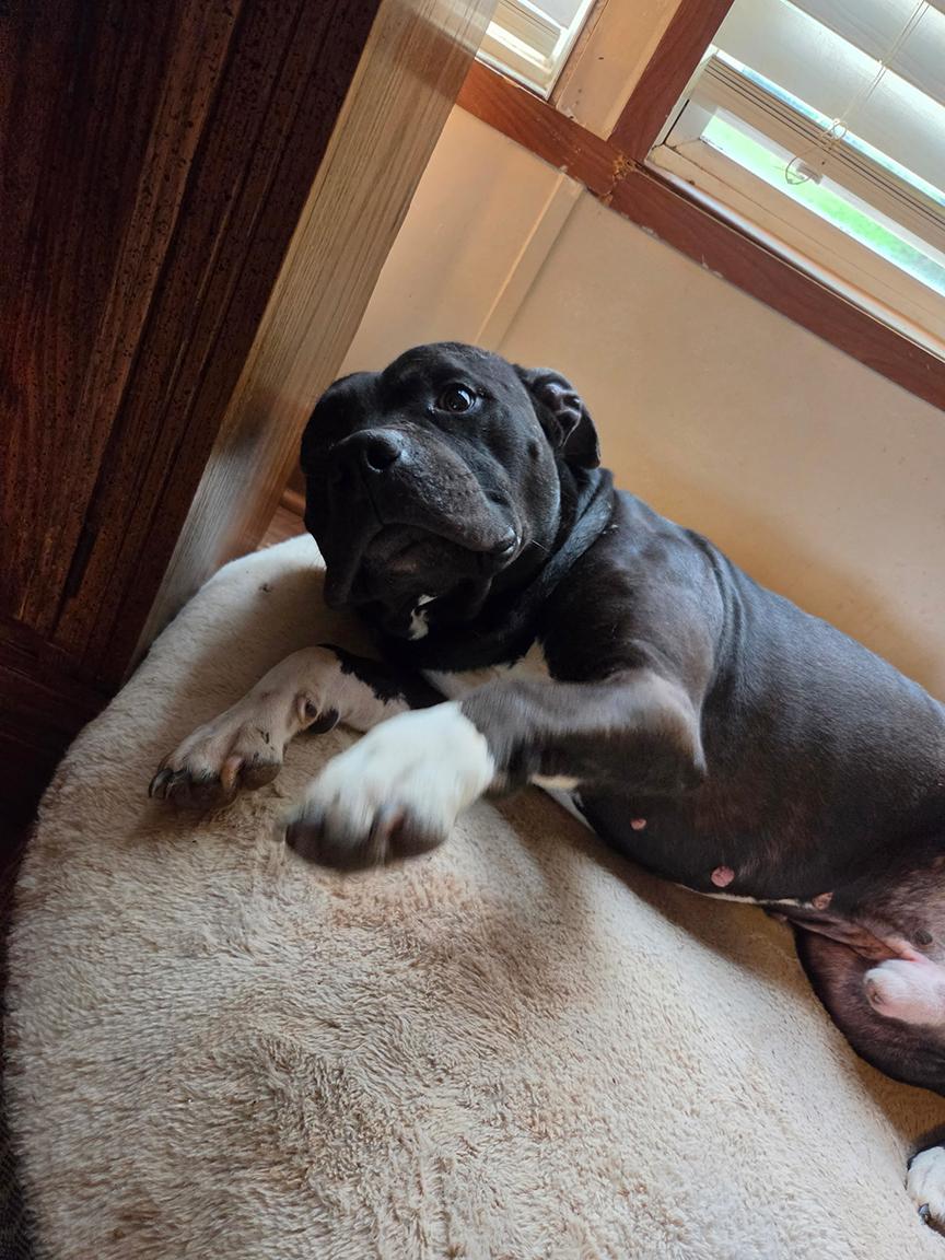 Enlarge FLOKI, an adopted Pit Bull Terrier in East Flat Rock, NC image 2/6
