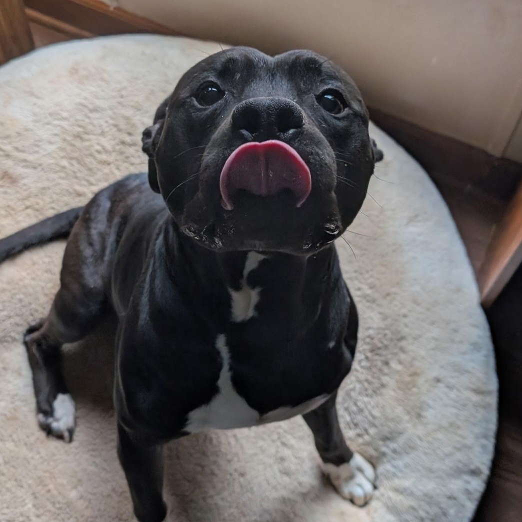 Enlarge FLOKI, an adopted Pit Bull Terrier in East Flat Rock, NC image 6/6