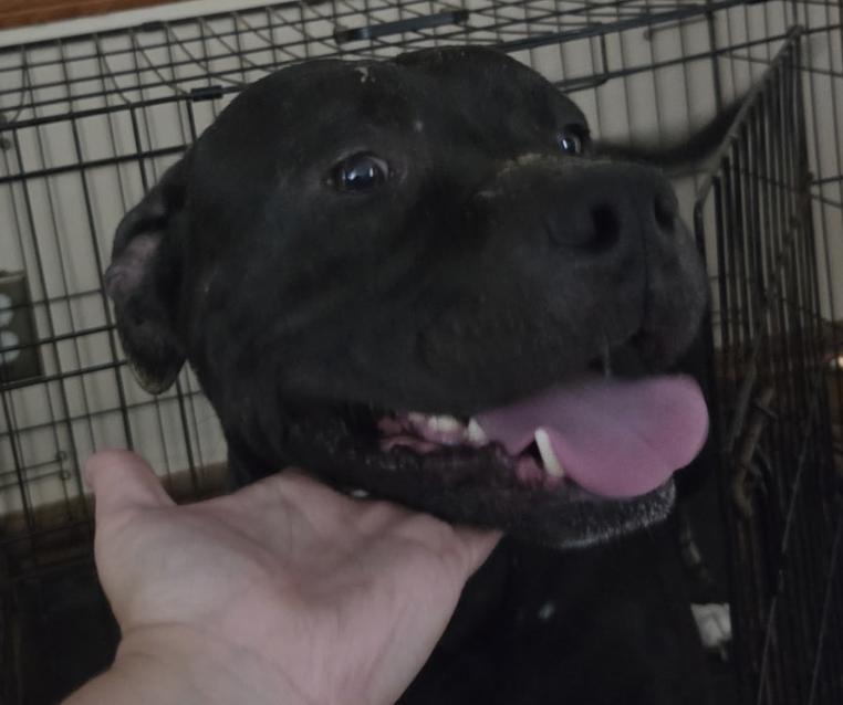 FLOKI, adopted, Adult Male Pit Bull Terrier.