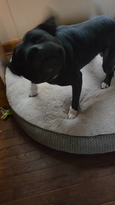 Enlarge FLOKI, an adopted Pit Bull Terrier in East Flat Rock, NC video 3/6