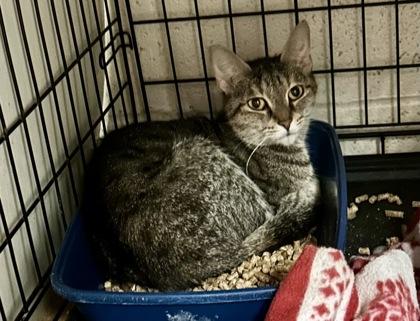 Mama Biscuit, Adoptable, Adult Female Domestic Short Hair & Domestic Short Hair.
