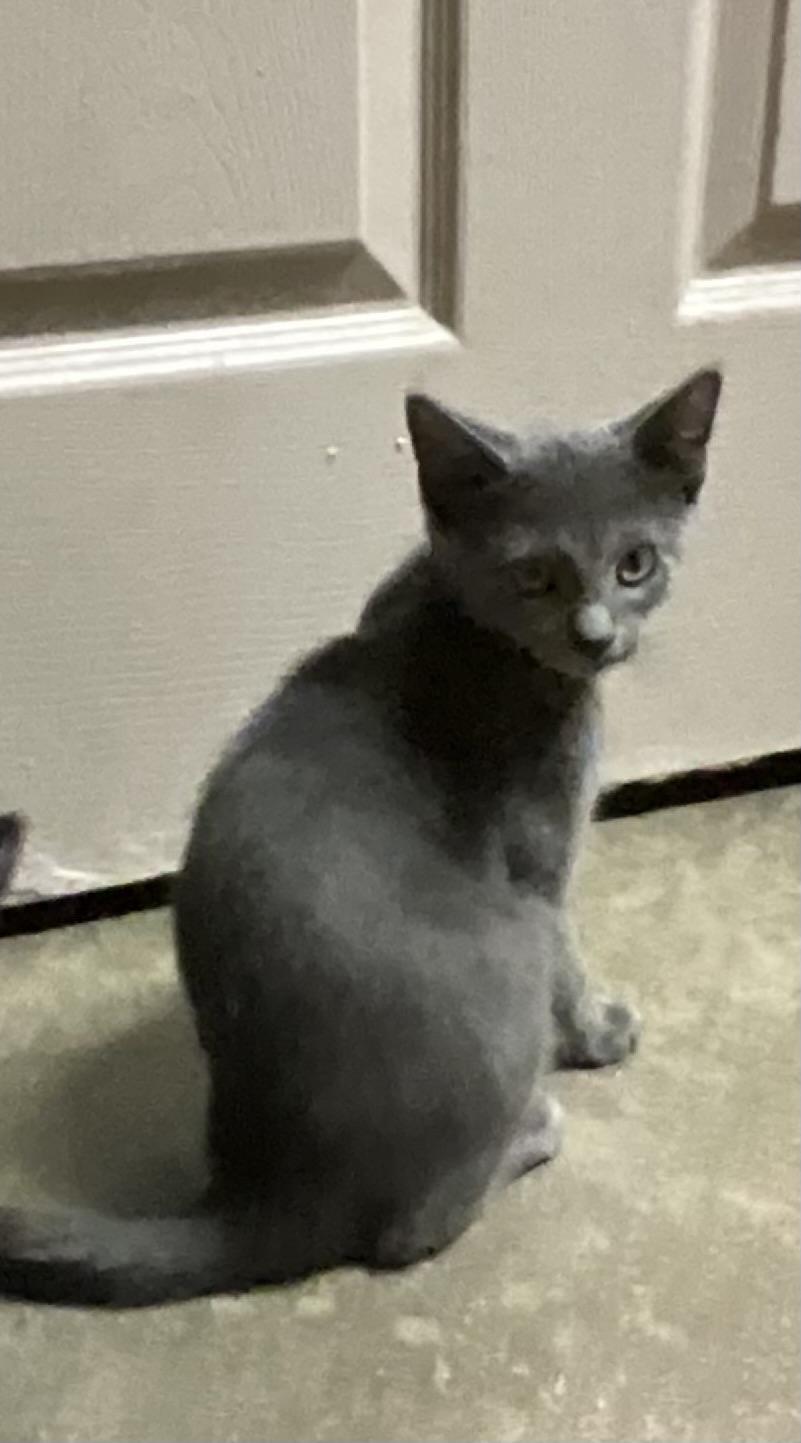 Sprint, ADOPTABLE, Kitten Male Russian Blue & Domestic Short Hair.