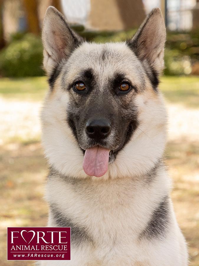 Maya, a Adoptable mixed breed in Marina Del Rey, CA image 1/6