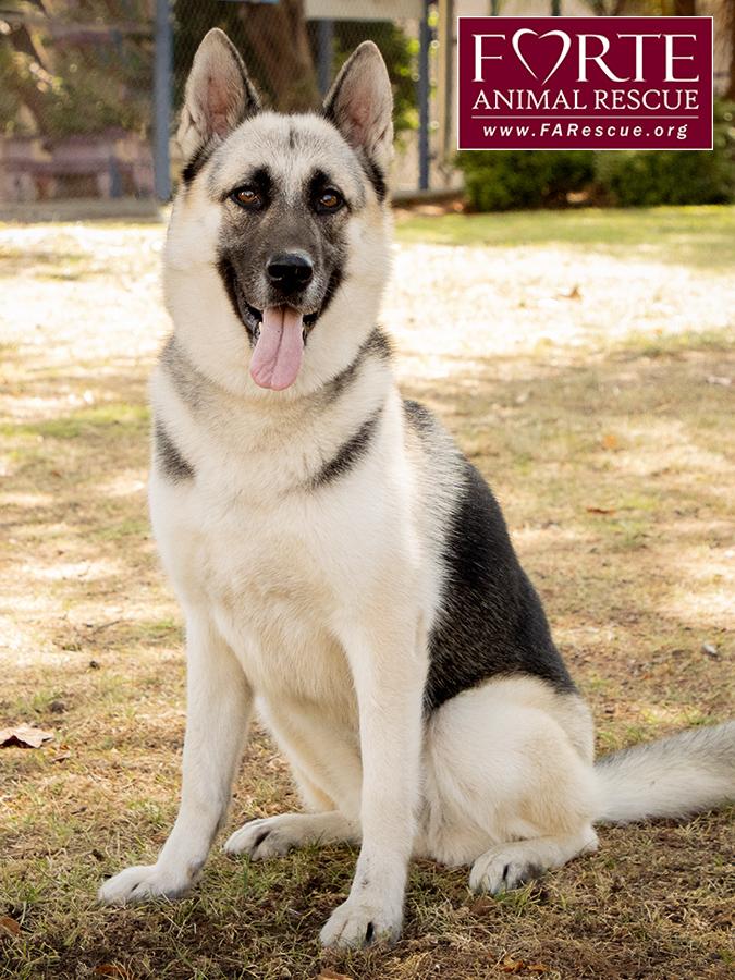 Maya, a Adoptable mixed breed in Marina Del Rey, CA image 6/6