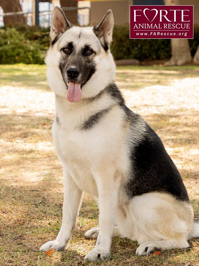 Maya, a Adoptable mixed breed in Marina Del Rey, CA image 4/6