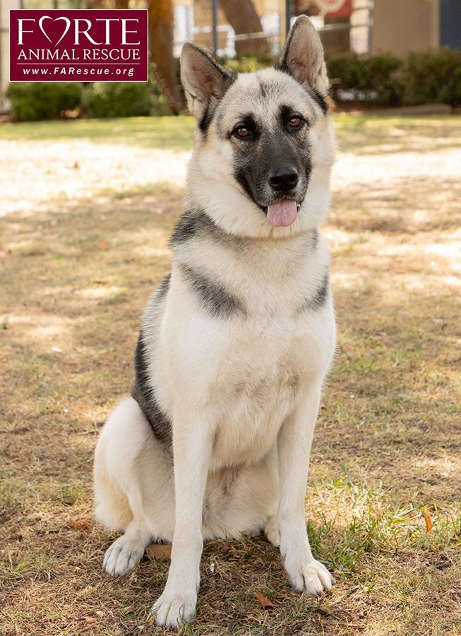 Maya, a Adoptable mixed breed in Marina Del Rey, CA image 2/6