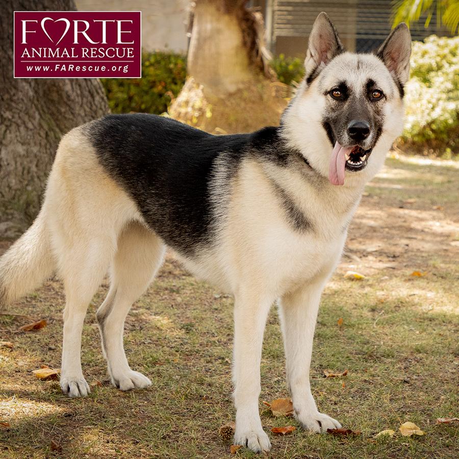 Maya, a Adoptable mixed breed in Marina Del Rey, CA image 5/6