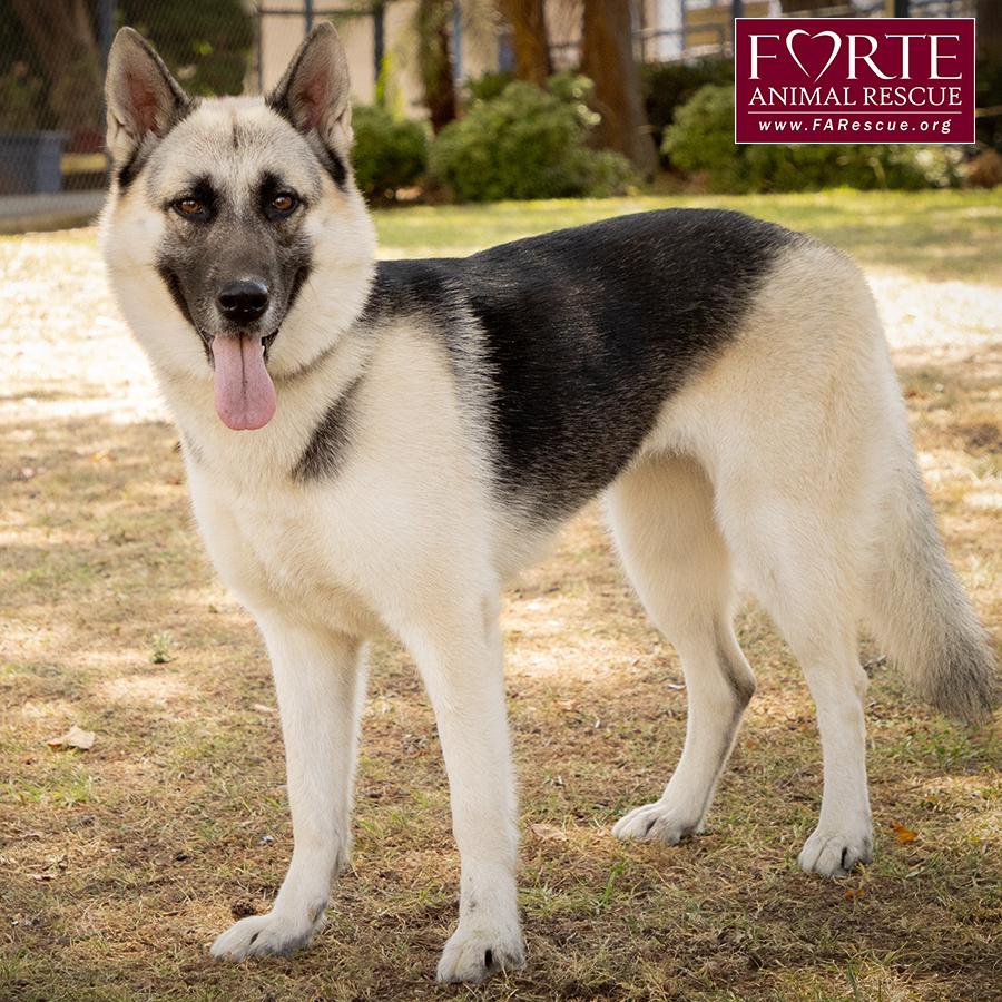 Maya, a Adoptable mixed breed in Marina Del Rey, CA image 3/6