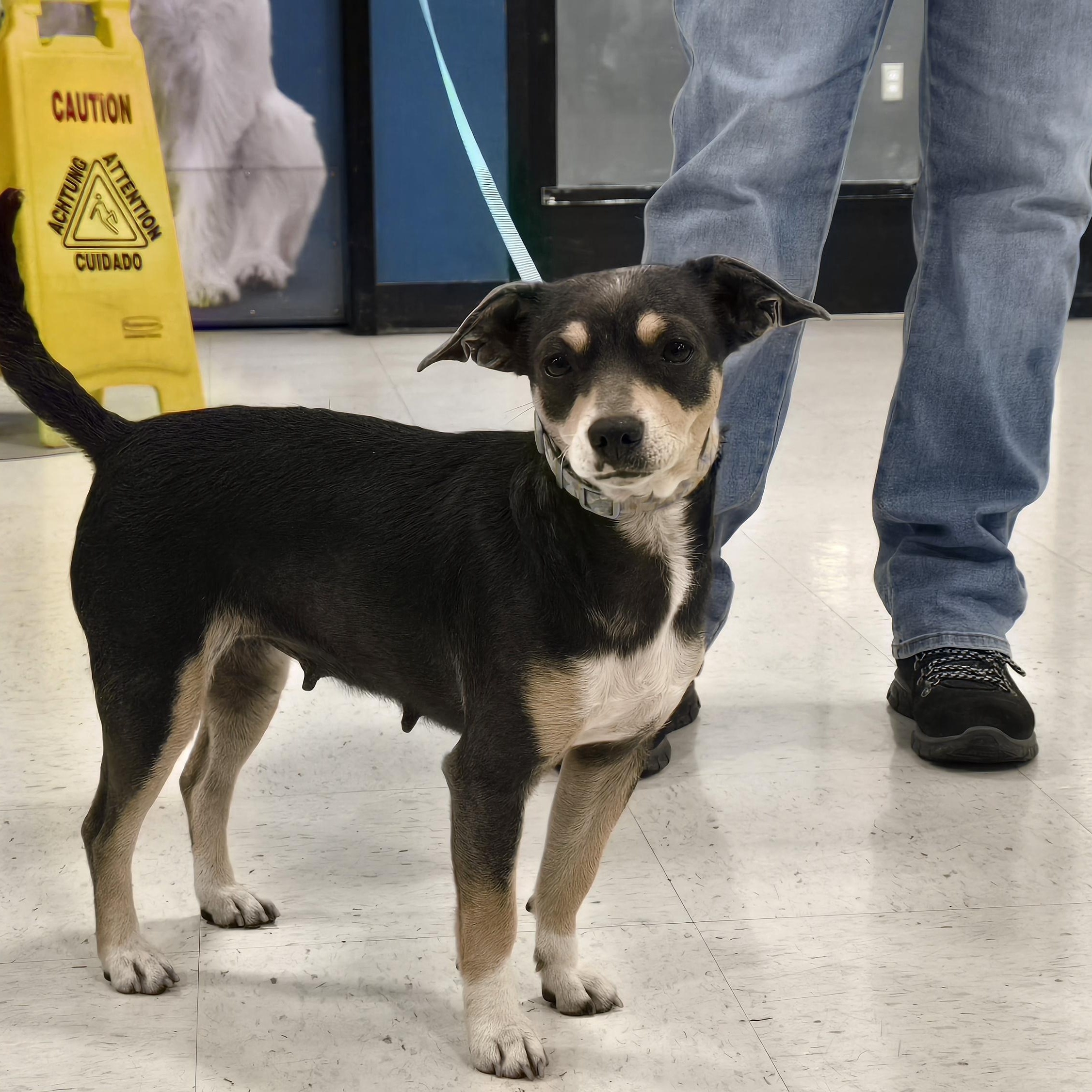 Mia, Adoptable, Adult Female Terrier.