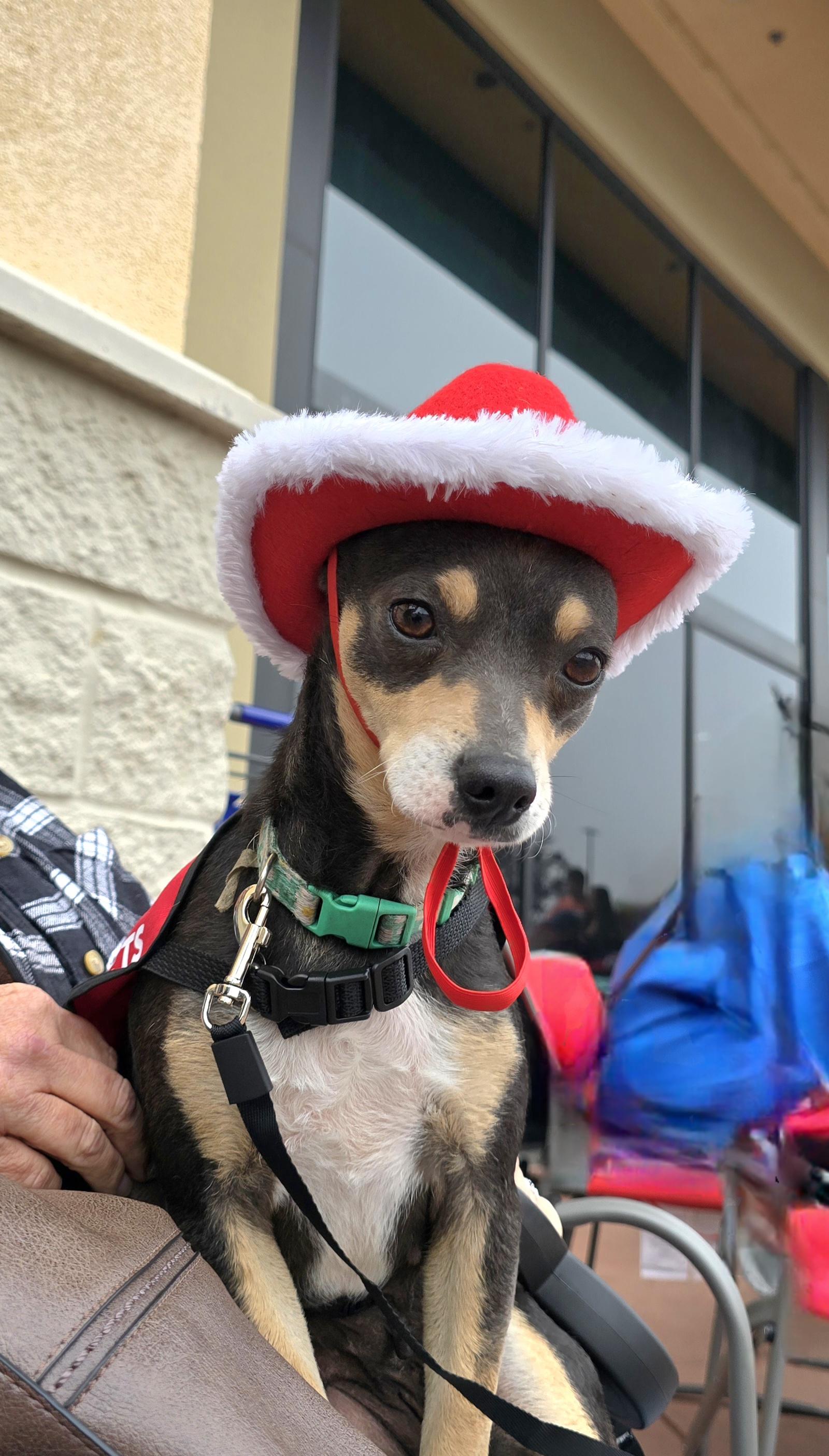 Mia, a Adoptable mixed breed in Tracy, CA image 1/5