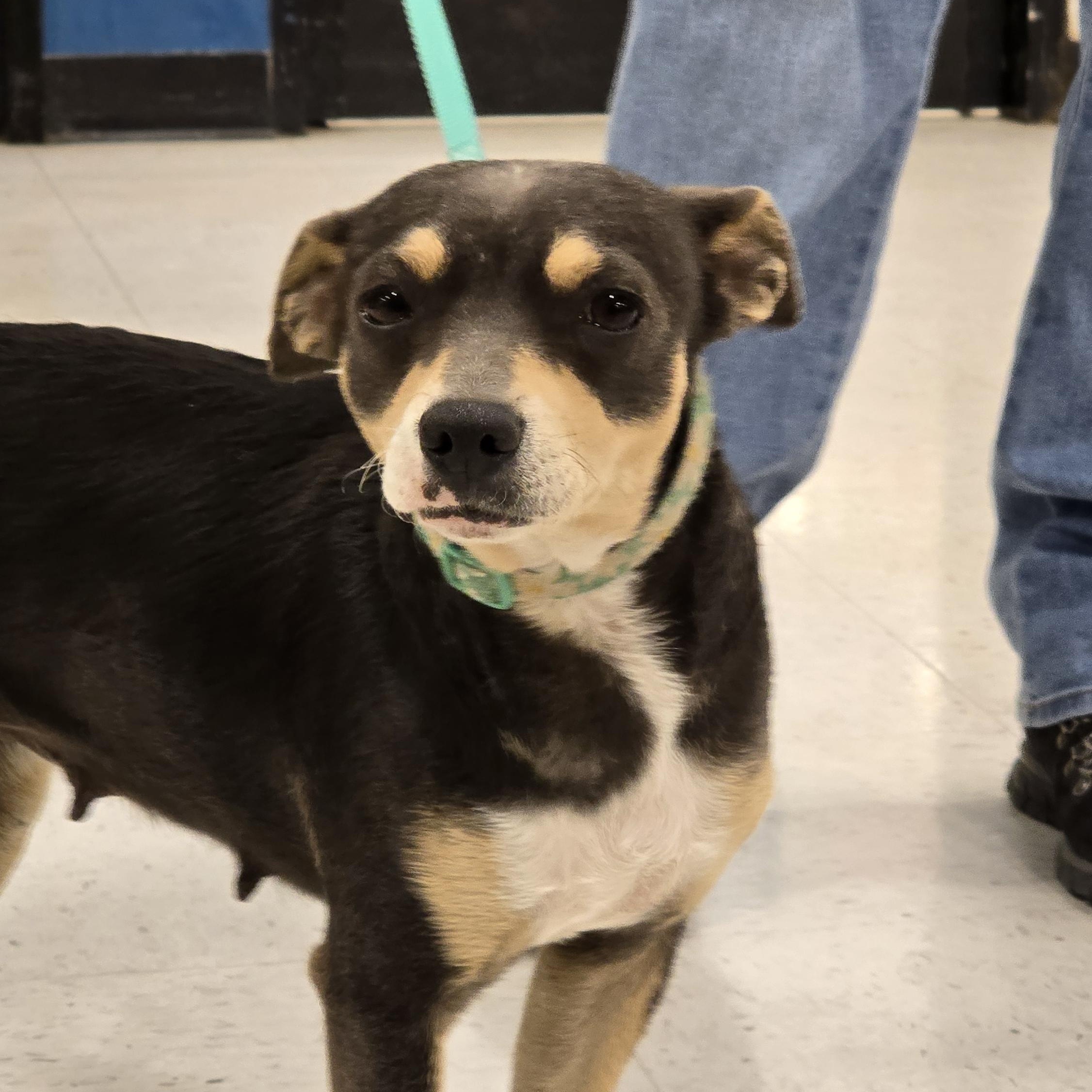 Mia, a Adoptable mixed breed in Tracy, CA image 4/5