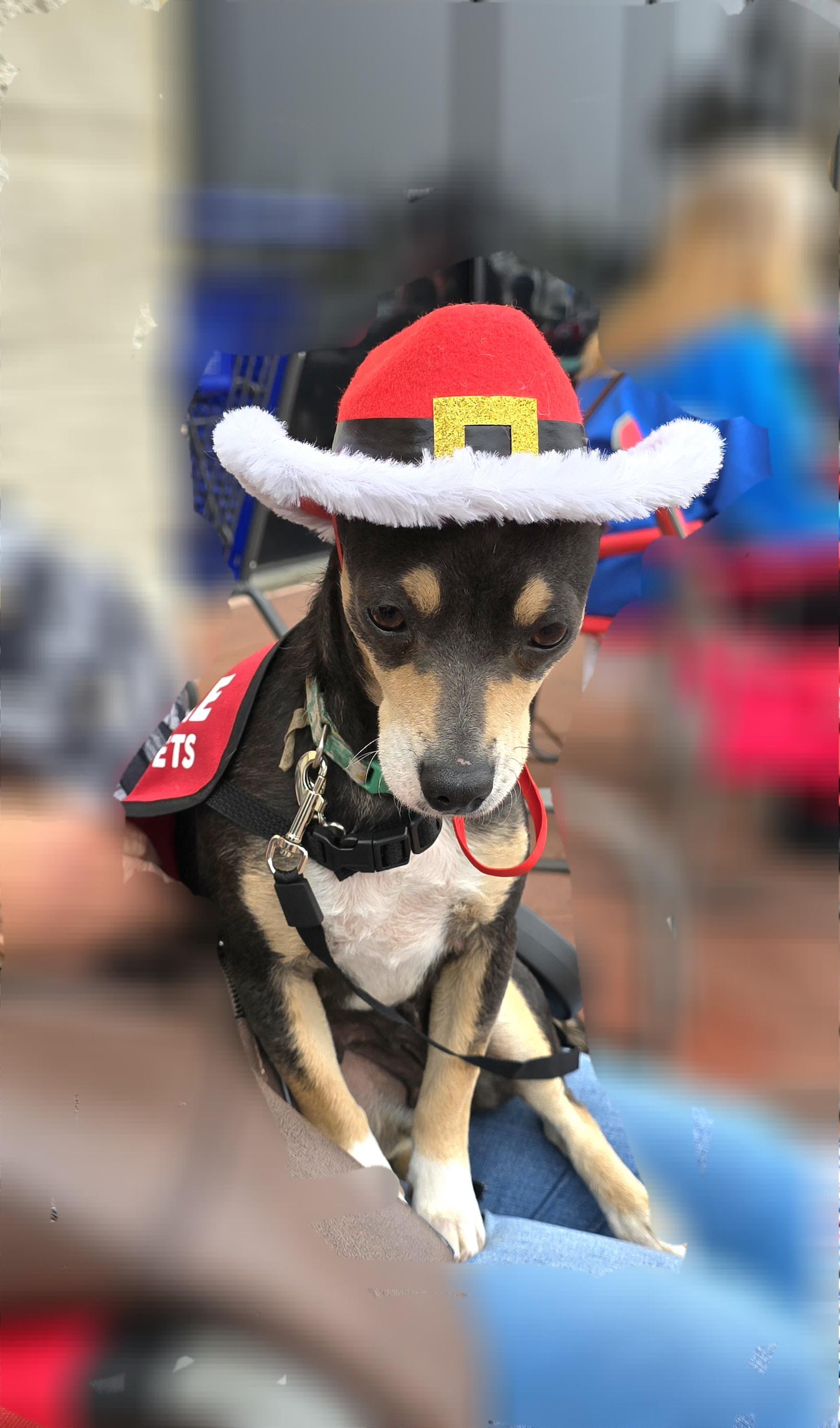 Mia, a Adoptable mixed breed in Tracy, CA image 5/5