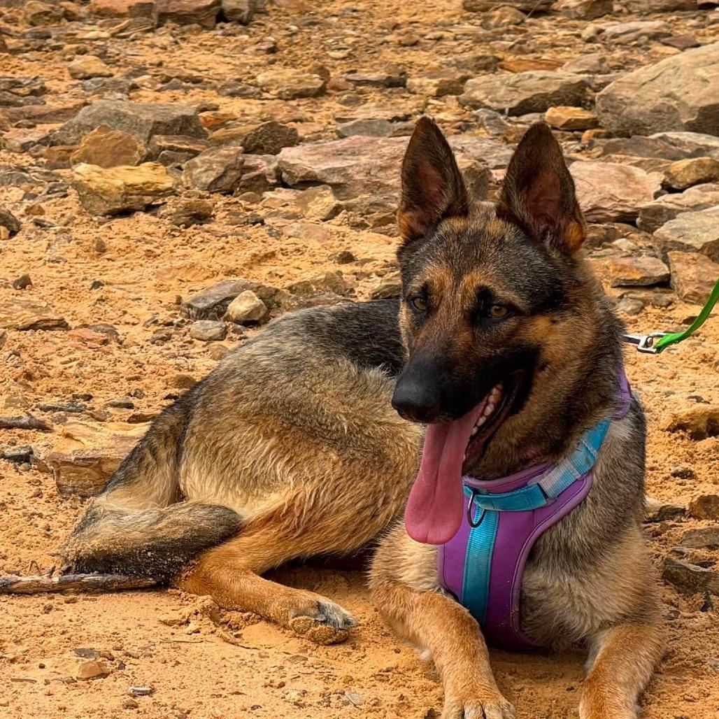 Enlarge Queeny, a Adoptable Shepherd in Corbin, KY image 1/6