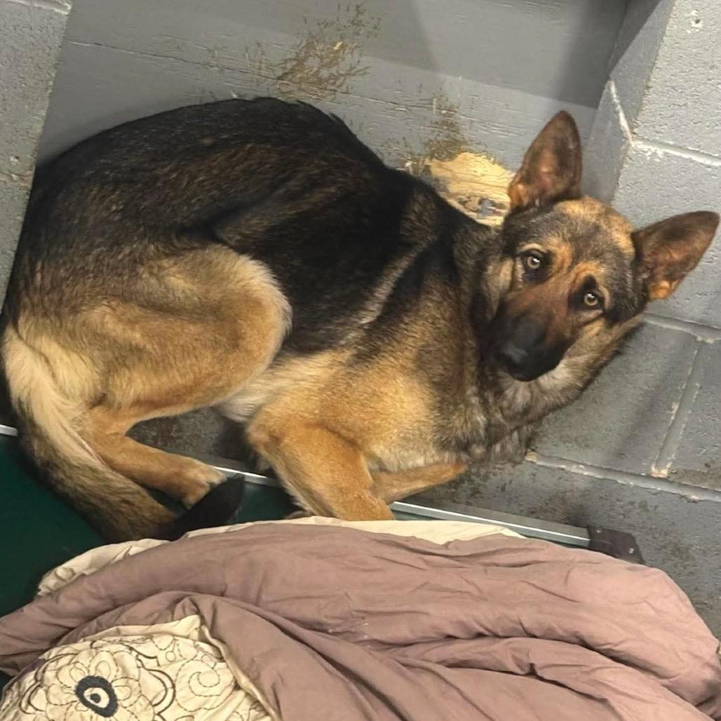 Enlarge Queeny, a Adoptable Shepherd in Corbin, KY image 1/4