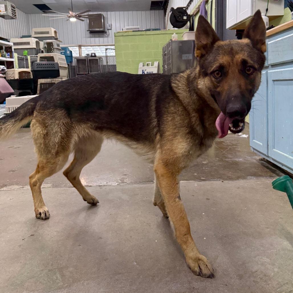 Enlarge Queeny, a Adoptable Shepherd in Corbin, KY image 2/4