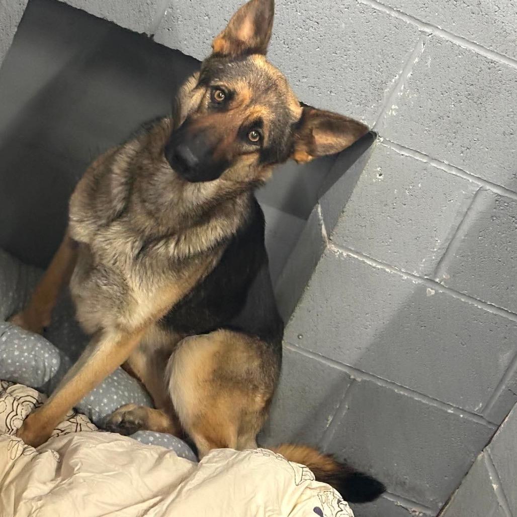 Enlarge Queeny, a Adoptable Shepherd in Corbin, KY image 3/4