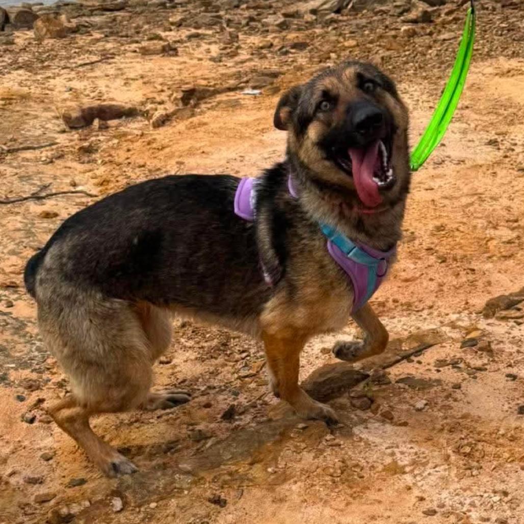 Enlarge Queeny, a Adoptable Shepherd in Corbin, KY image 5/6