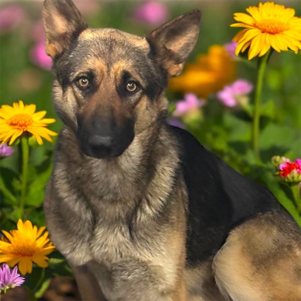 Enlarge Queeny, a Adoptable Shepherd in Corbin, KY image 4/4