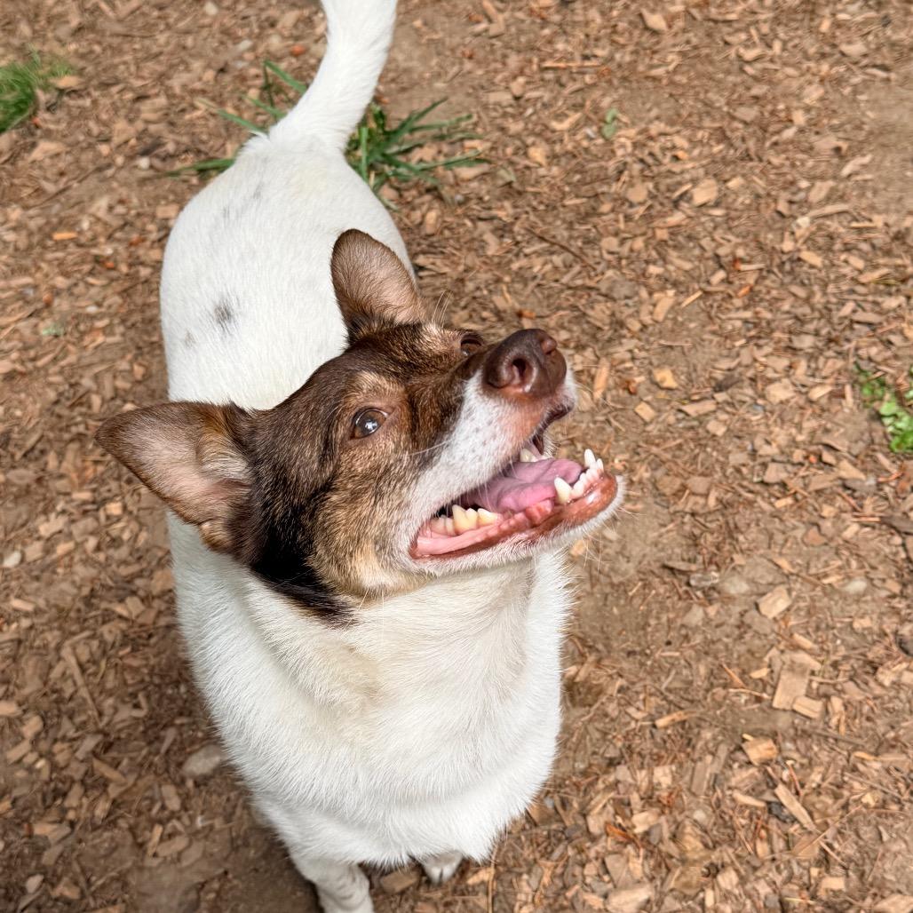 YOSHI, an adopted mixed breed in Graham, WA image 3/4