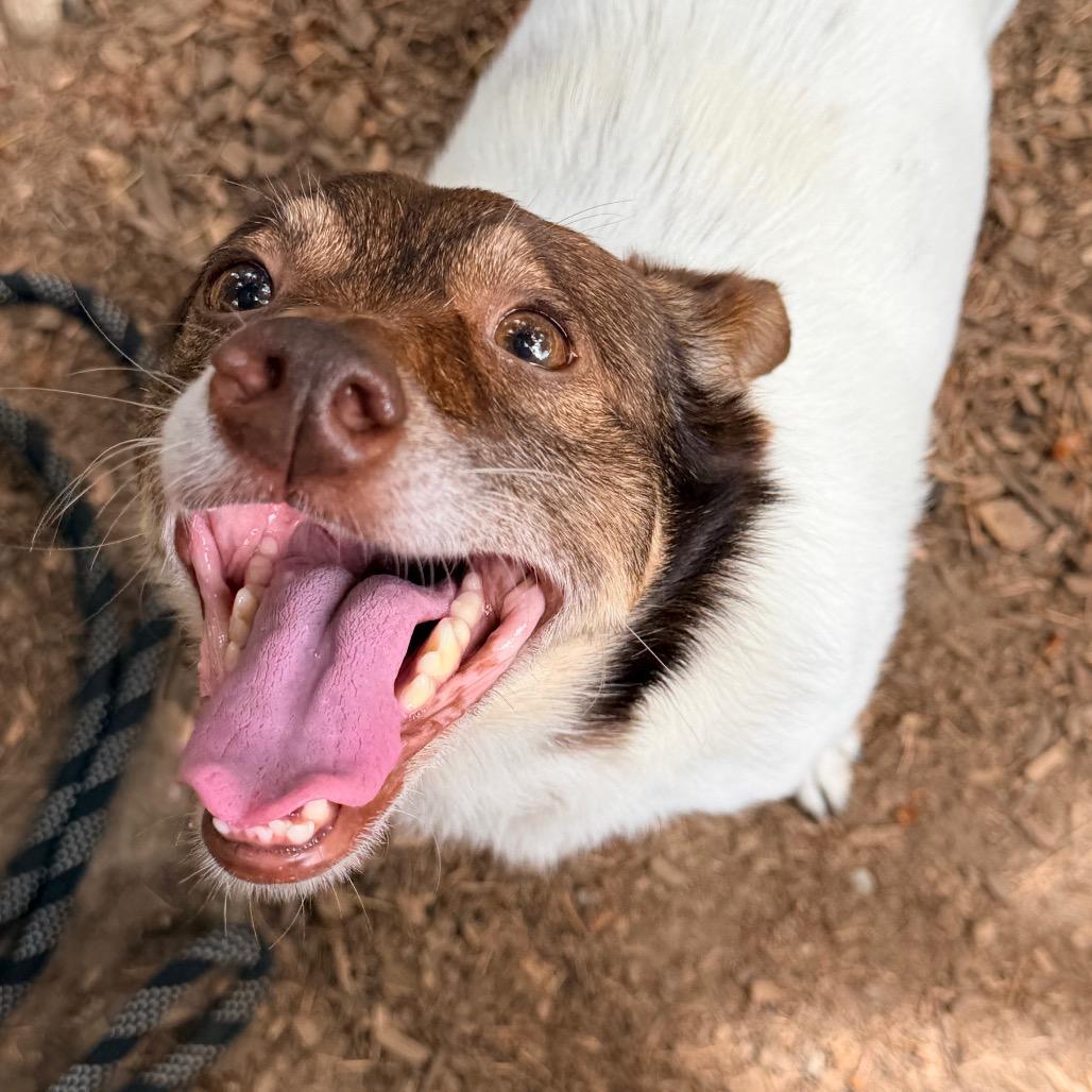 YOSHI, an adopted mixed breed in Graham, WA image 2/4