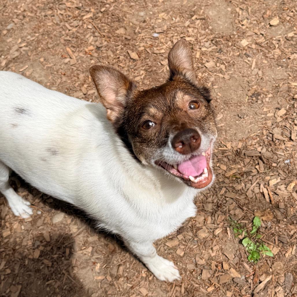 YOSHI, adopted, Adult Male Jack Russell Terrier.