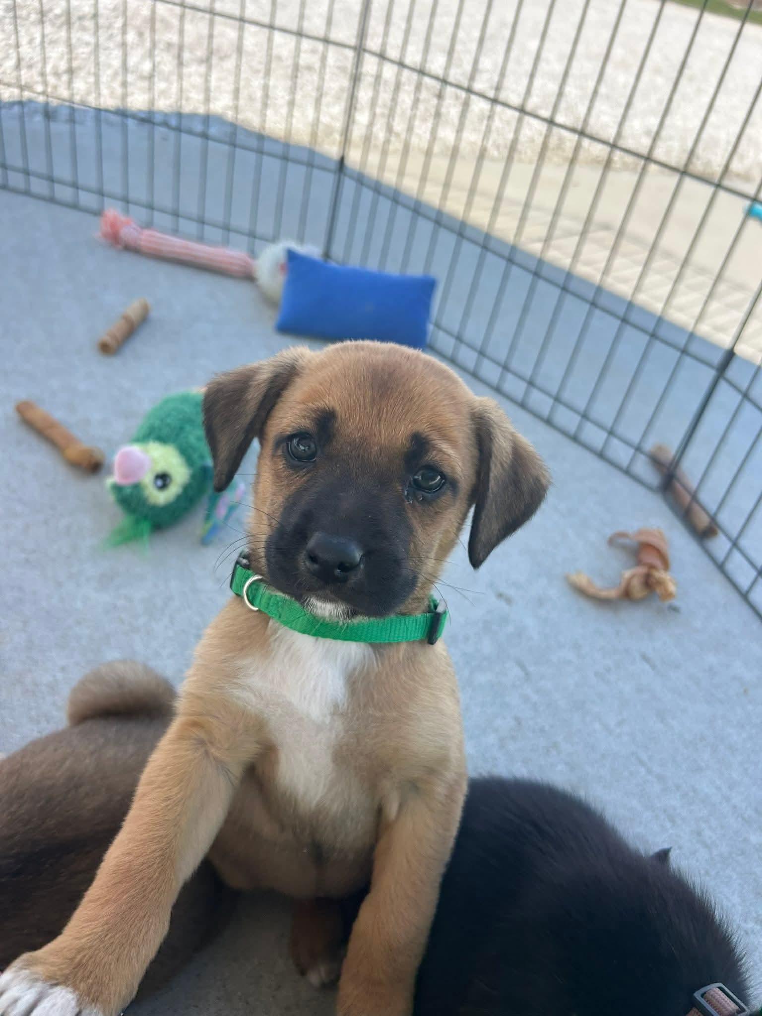 Enlarge Green Pup 3, a Adoptable mixed breed in Mexico, MO image 1/1
