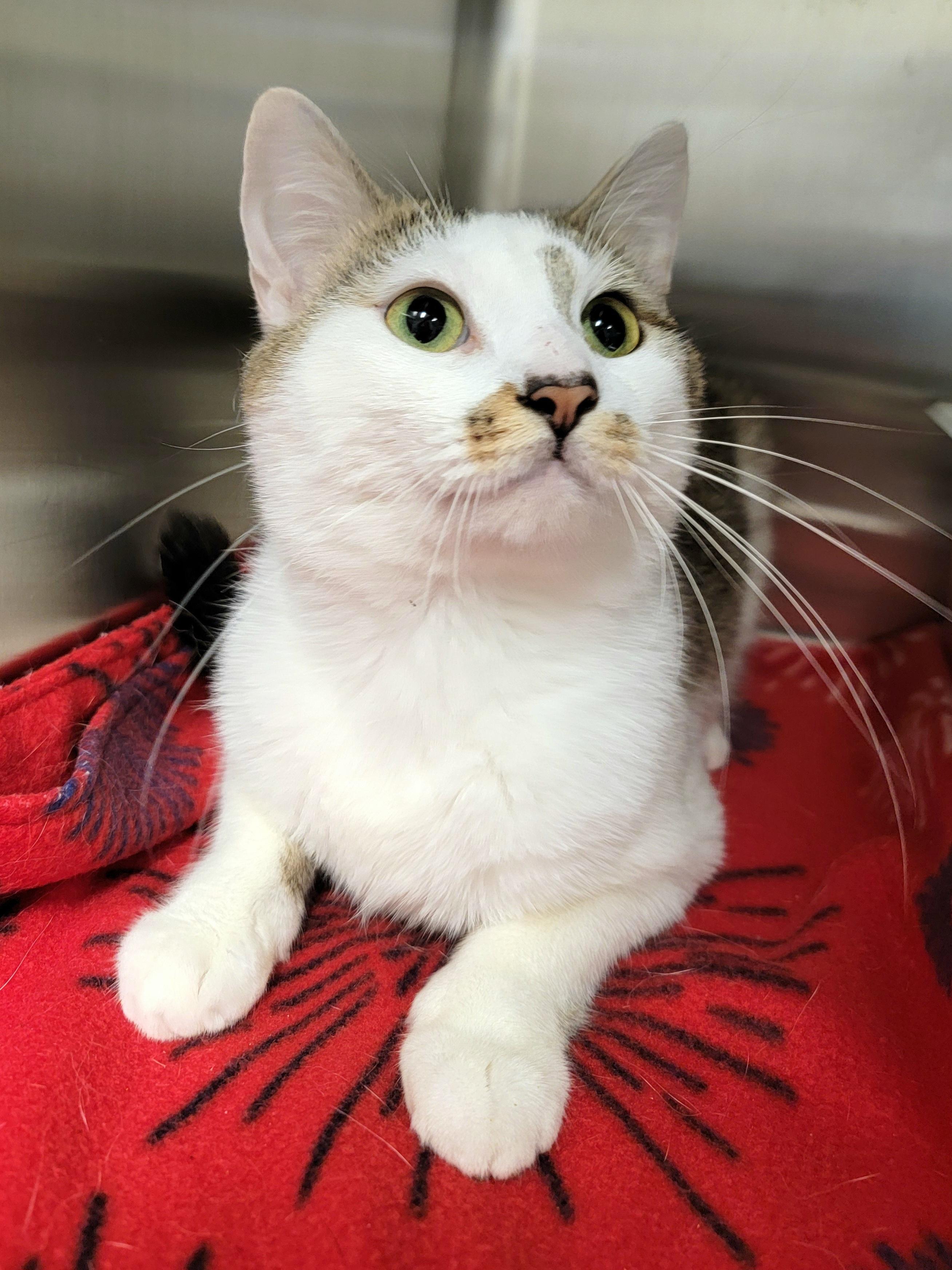 Enlarge Harold, a ADOPTABLE Domestic Short Hair in Hornell, NY image 1/1