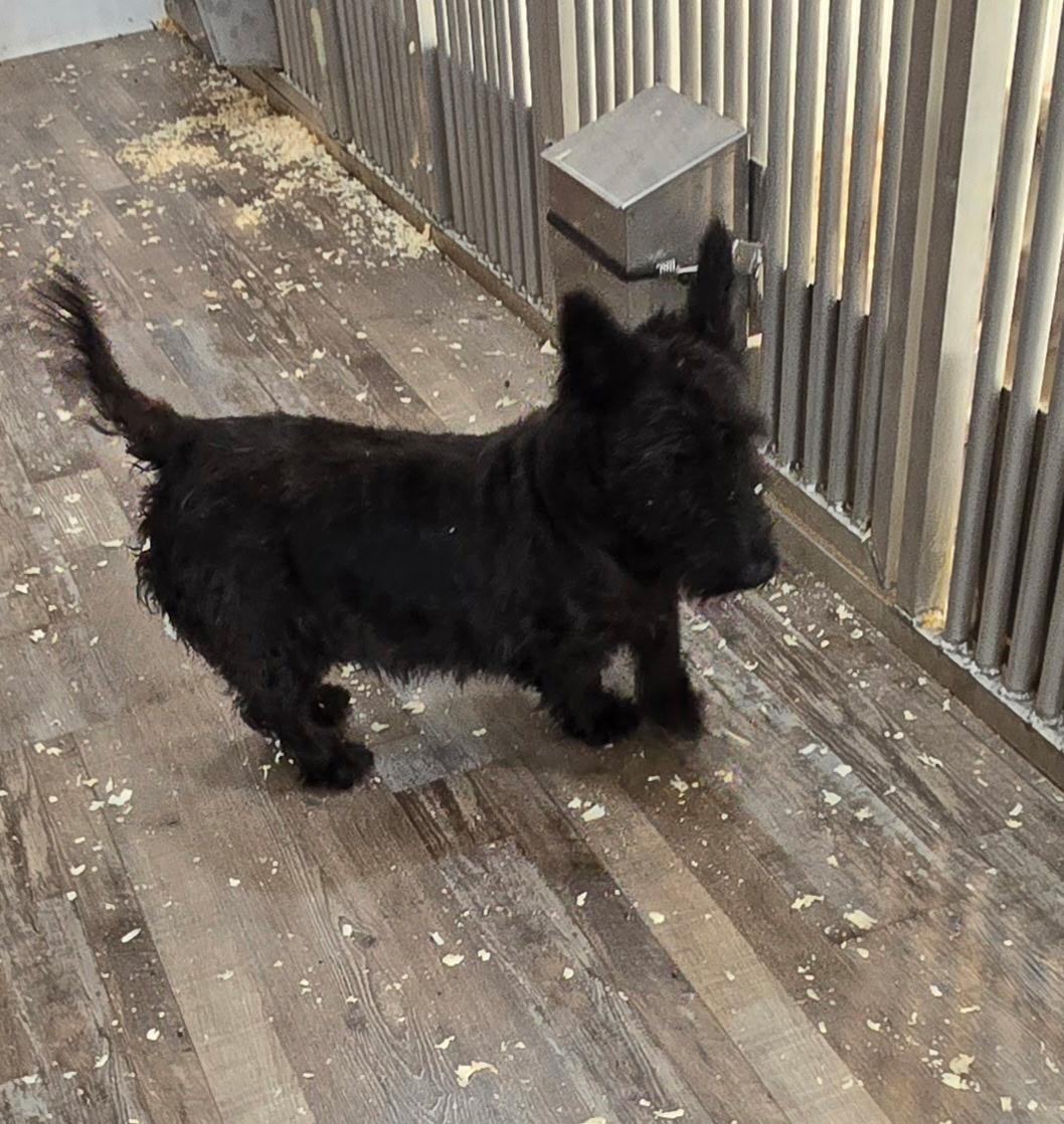 Rosemary, adopted, Adult Female Scottish Terrier.