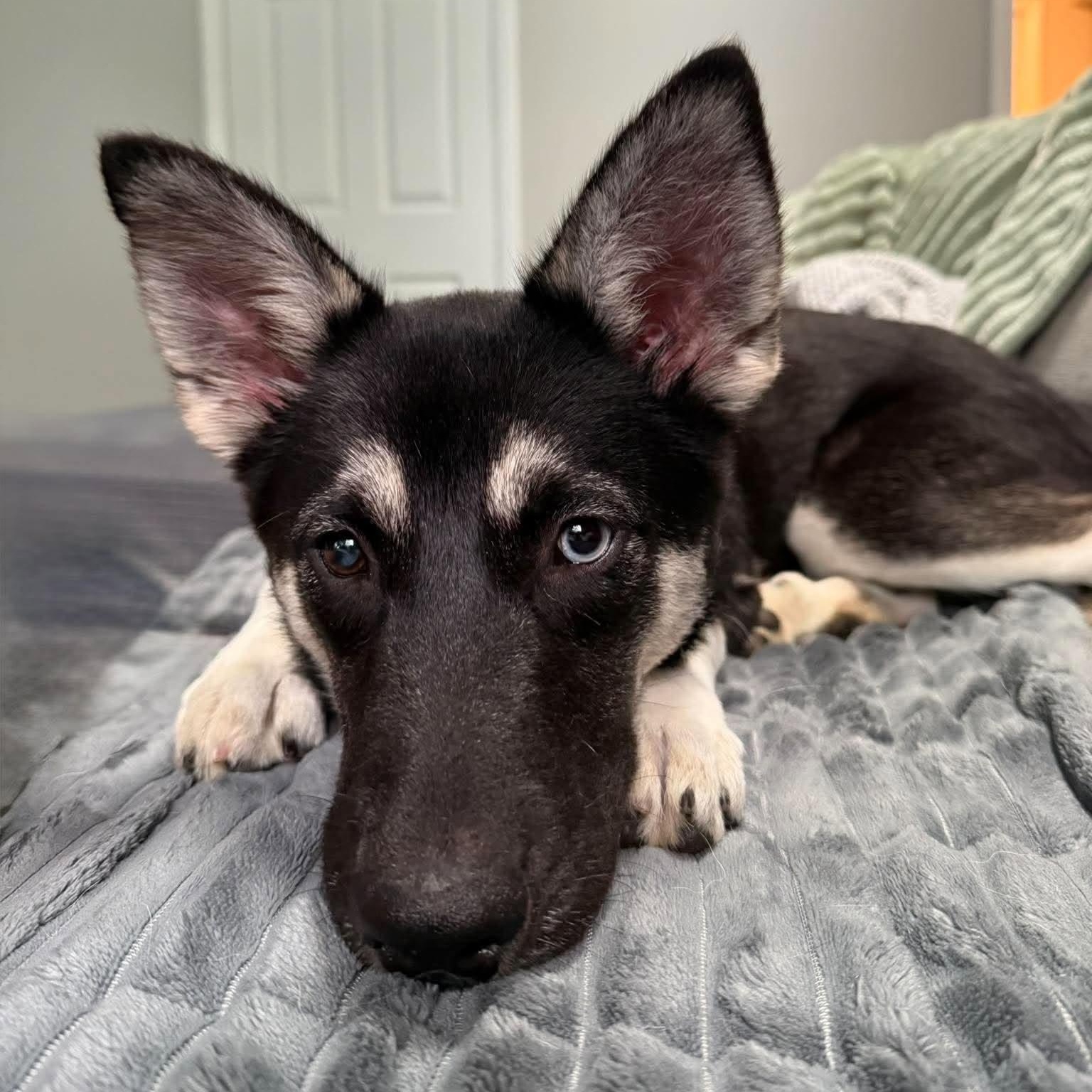 Enlarge Jolene, a ADOPTABLE mixed breed in Rochester, NY image 3/6