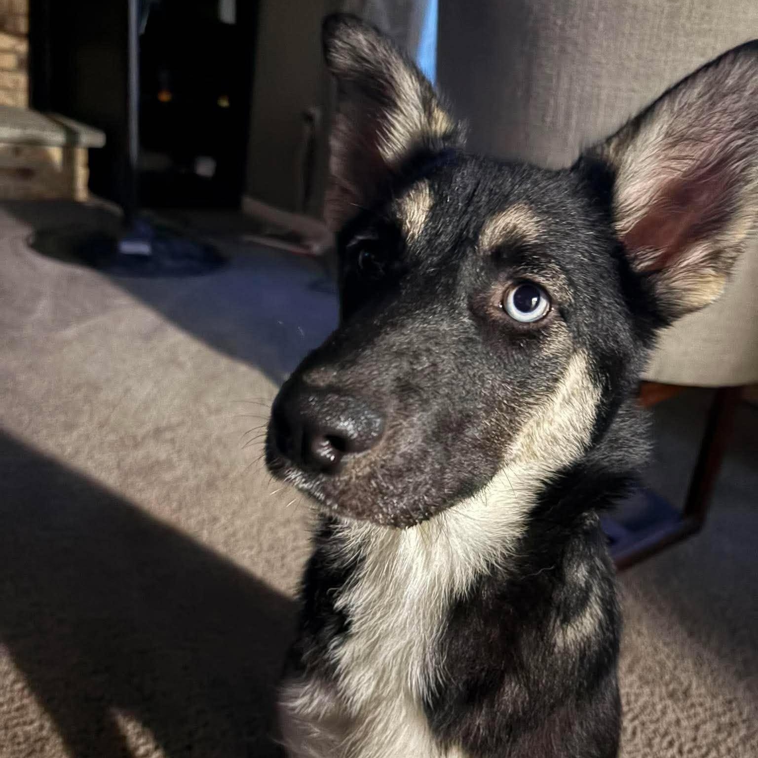 Enlarge Jolene, a ADOPTABLE mixed breed in Rochester, NY image 2/6