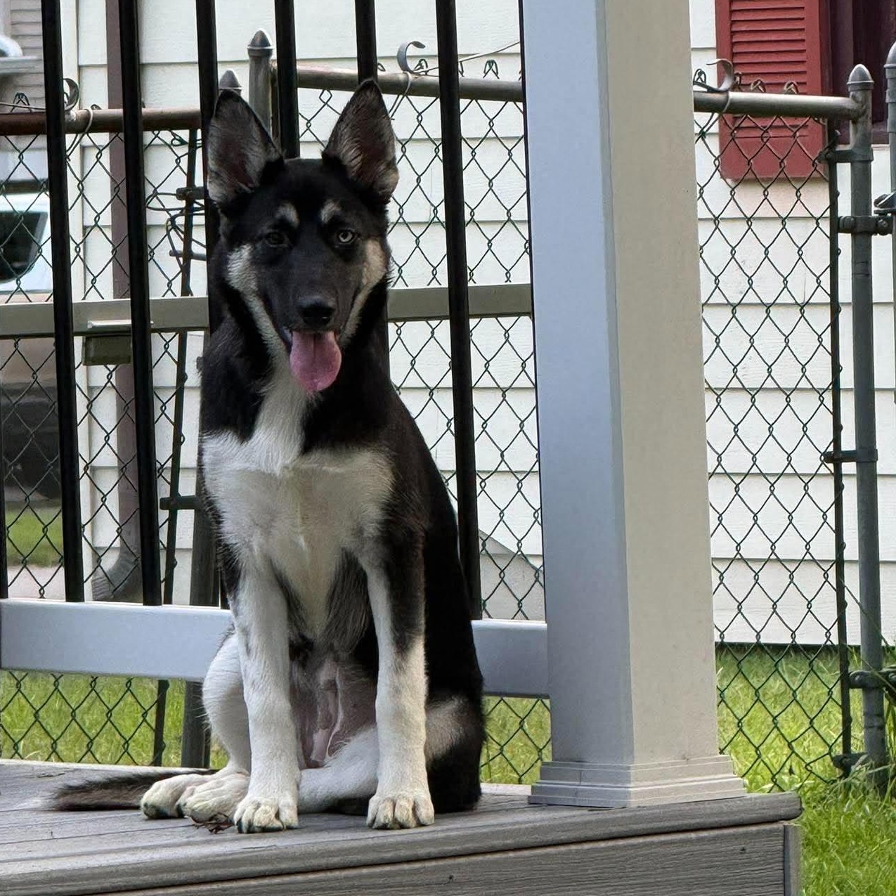 Enlarge Jolene, a ADOPTABLE mixed breed in Rochester, NY image 1/6