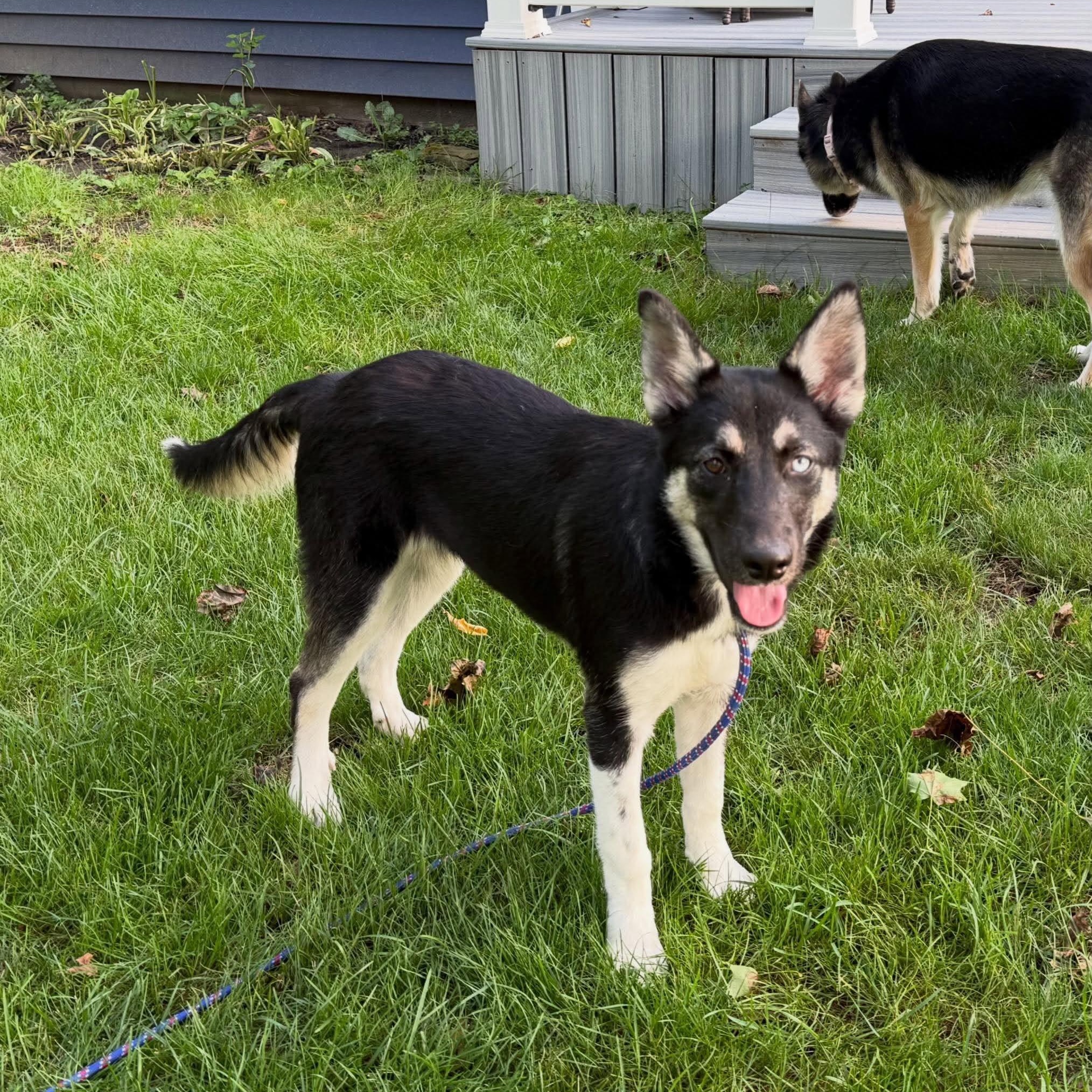 Enlarge Jolene, a ADOPTABLE mixed breed in Rochester, NY image 5/6