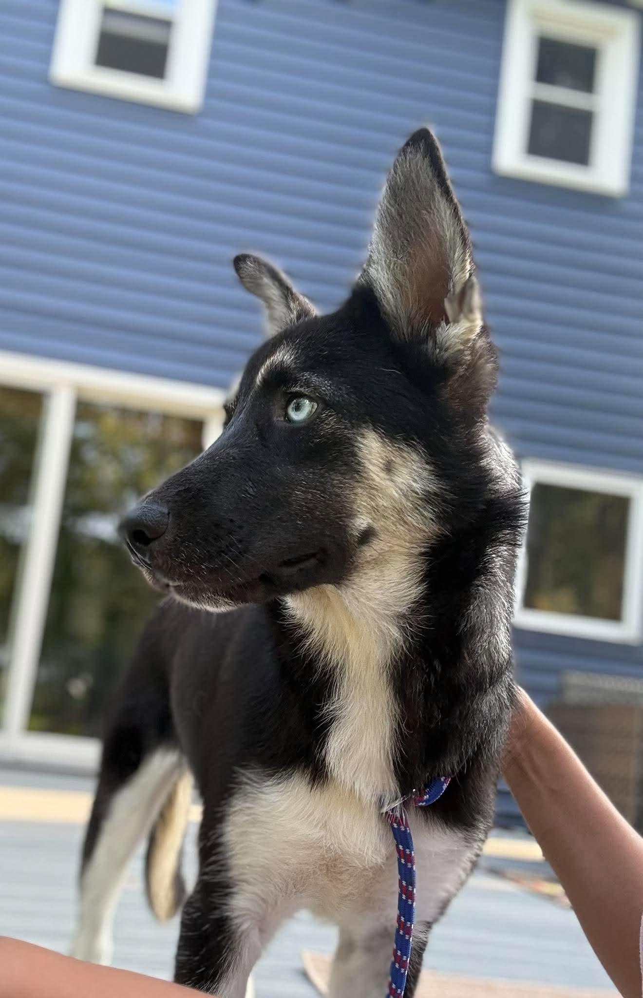 Enlarge Jolene, a ADOPTABLE mixed breed in Rochester, NY image 6/6
