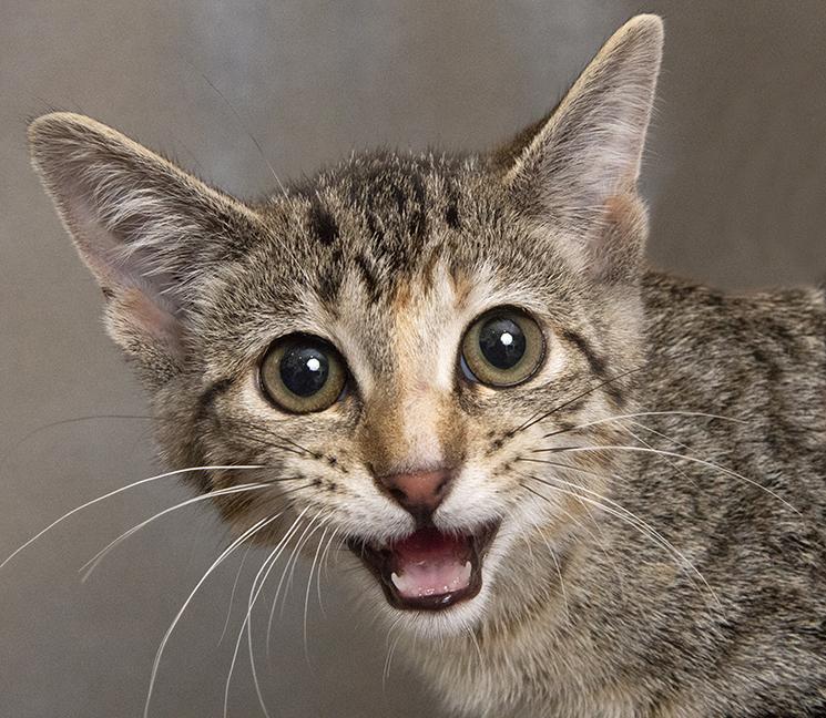 Amy, Adoptable, Kitten Female Domestic Short Hair & Tabby.