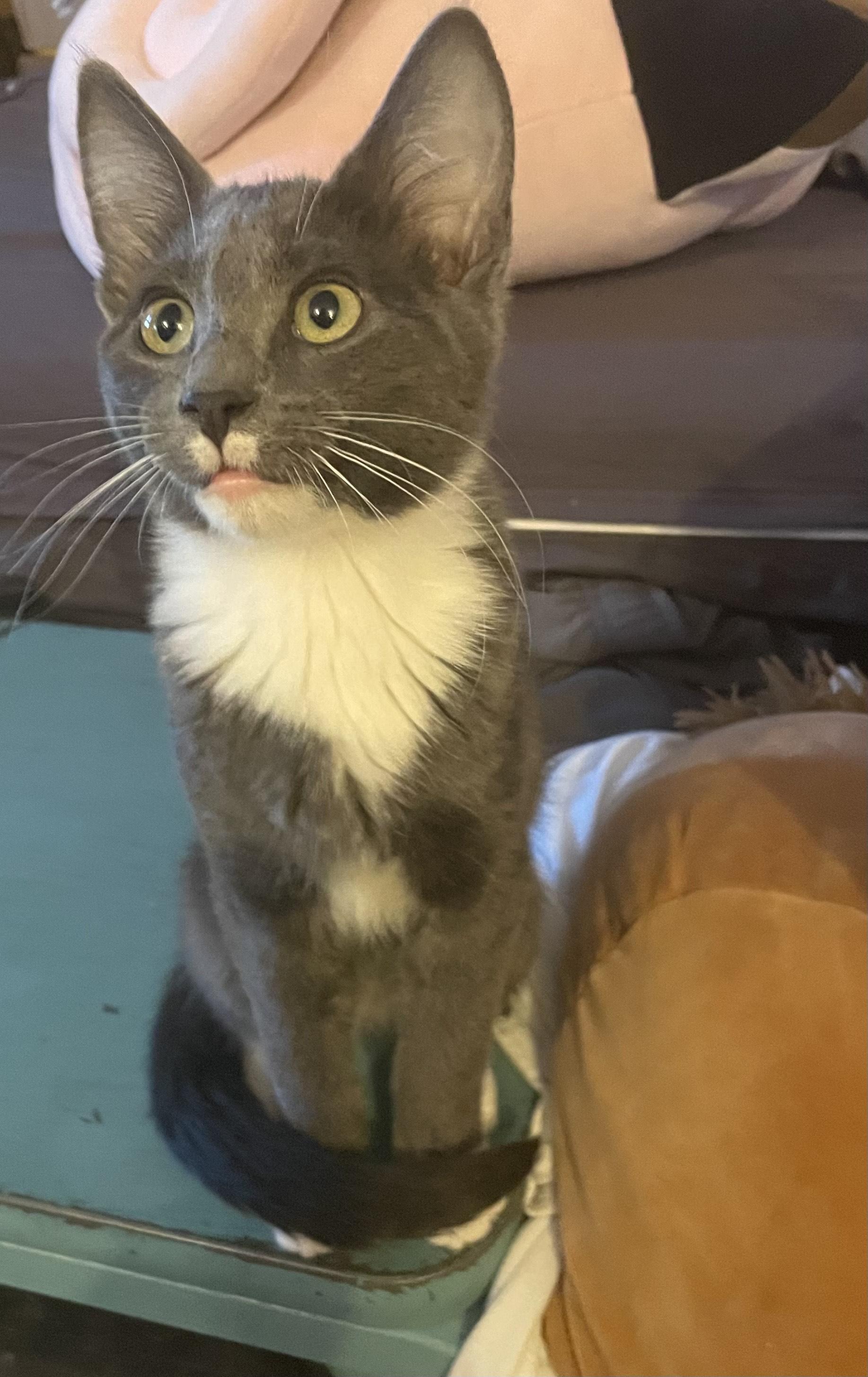 Laddie (& Snowball), a Adoptable Domestic Short Hair in Puyallup, WA image 4/6