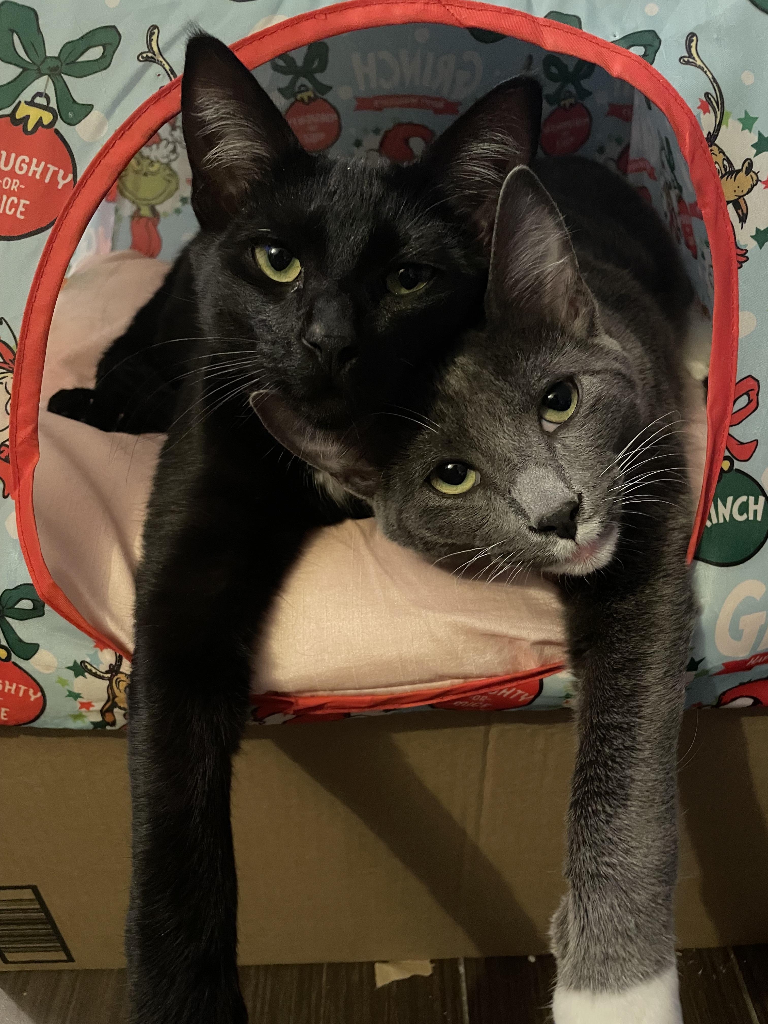 Laddie (& Snowball), a Adoptable Domestic Short Hair in Puyallup, WA image 3/6